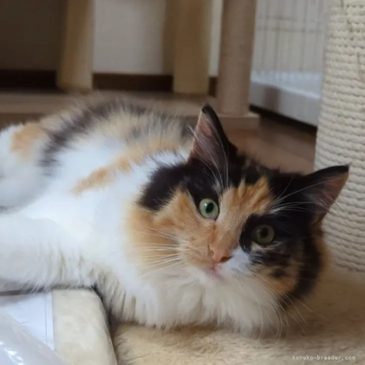 ID：2204-01581の子猫