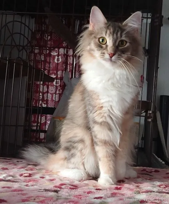 ID:2101-00433の子猫