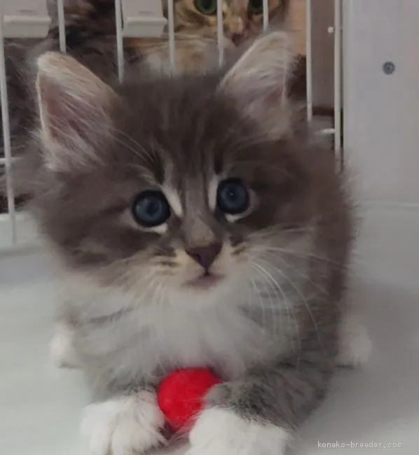 ID：1908-01383の子猫