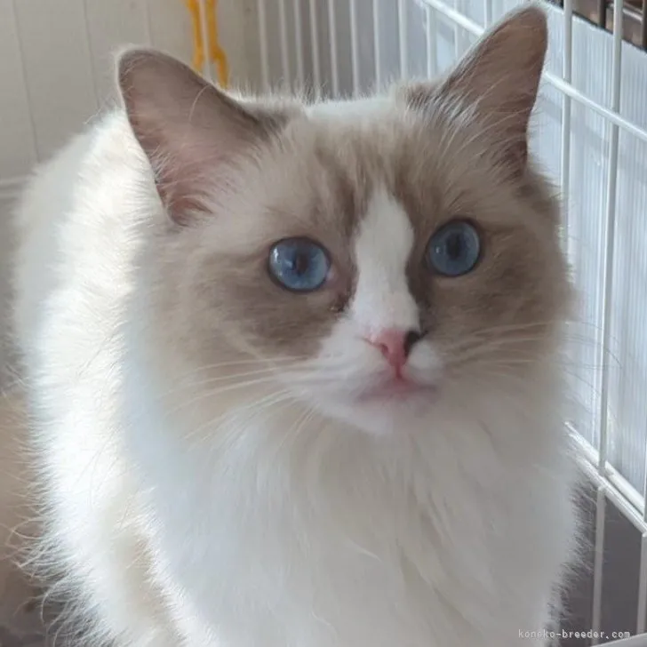 ID:2212-00058の子猫