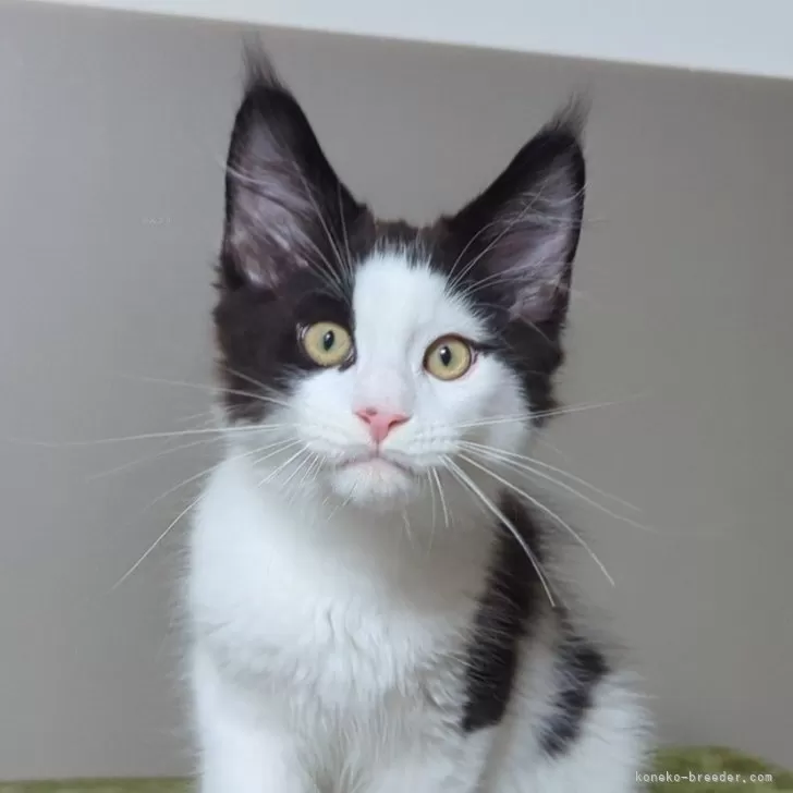 ID：2404-01787の子猫