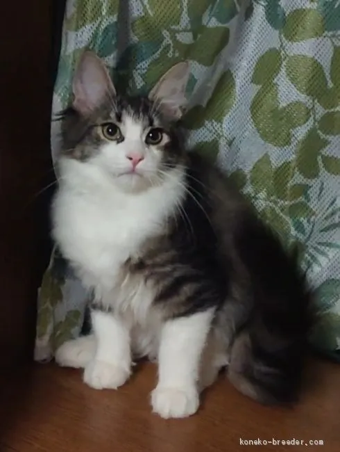 ID：2009-01440の子猫