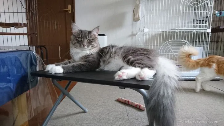 ID:1803-00491の子猫