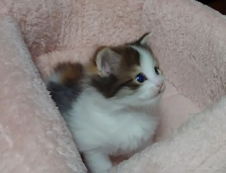 ID：2004-01836の子猫