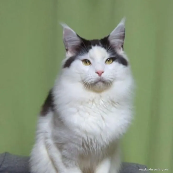 ID：2203-00157の子猫