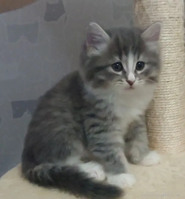 ID:2108-02245の子猫