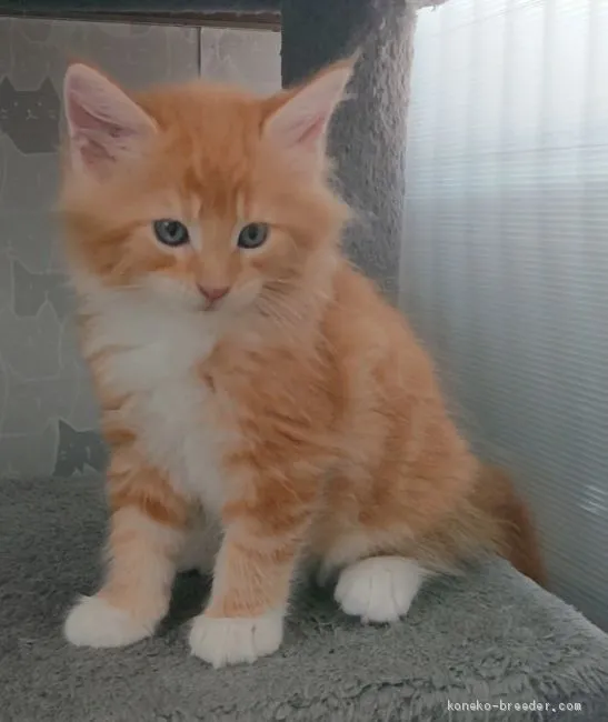 ID:2007-01059の子猫