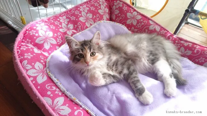 ID:1803-00486の子猫