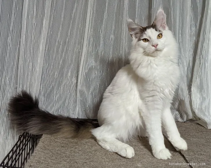 ID：2110-01385の子猫