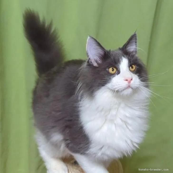 ID:2210-01720の子猫