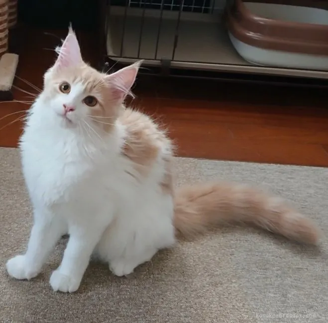 ID:1904-00190の子猫