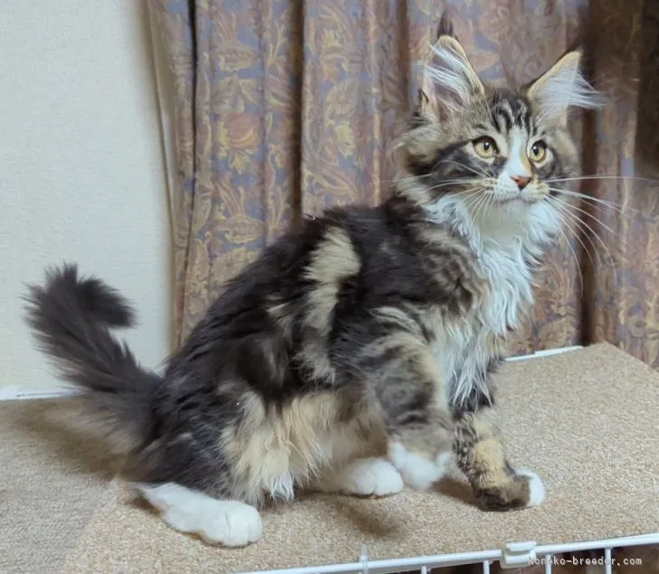 ID:2202-00879の子猫