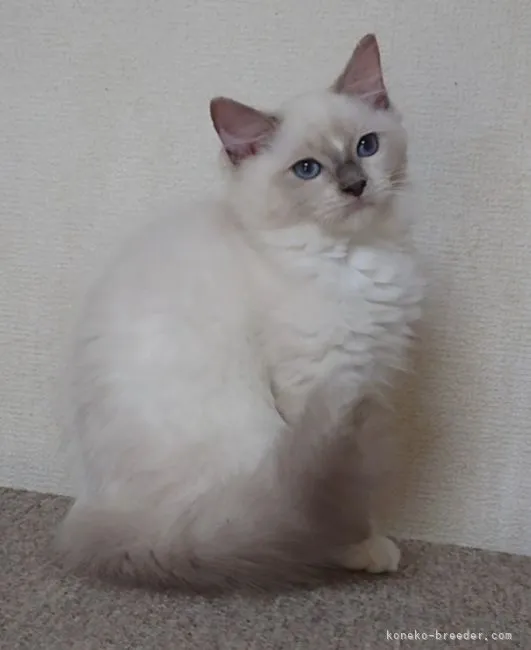 ID：2107-02821の子猫