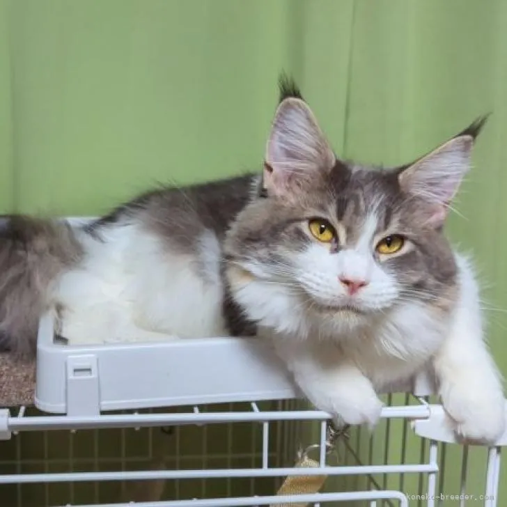 ID：2203-00706の子猫