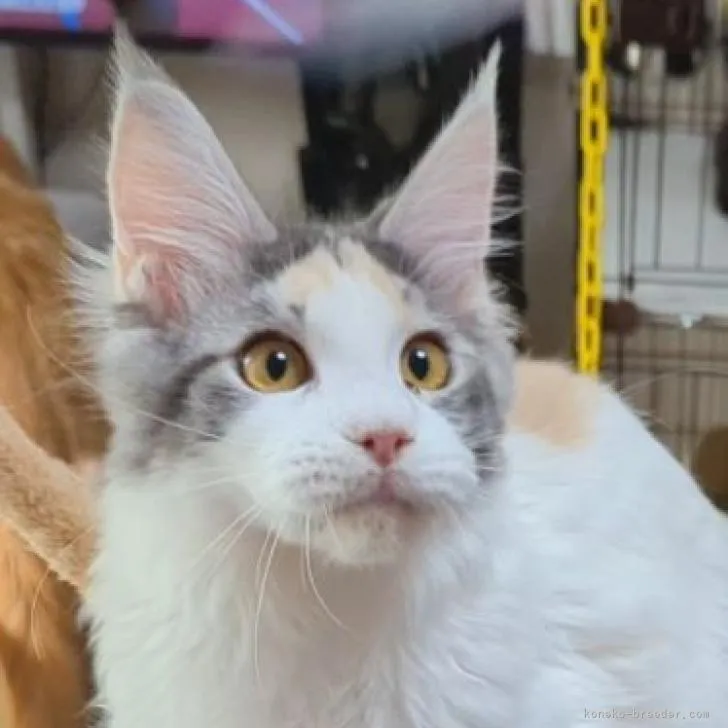 ID：2203-00709の子猫