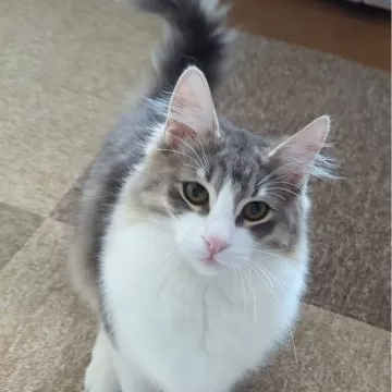ノルウェージャンフォレストキャット【愛媛県・女の子・2023年9