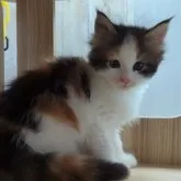 メインクーン【愛媛県・女の子・2023年6月14日・ブラウンパッチドタビー&ホワイト】の写真1