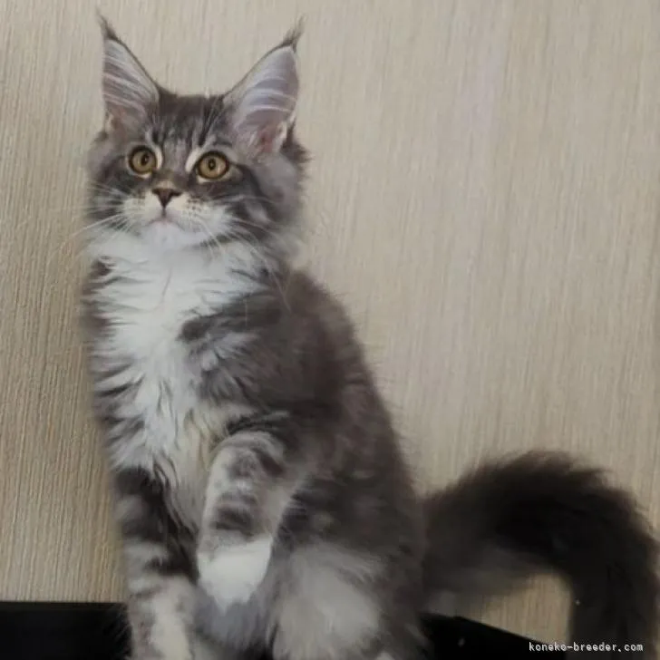 ID:2211-01900の子猫