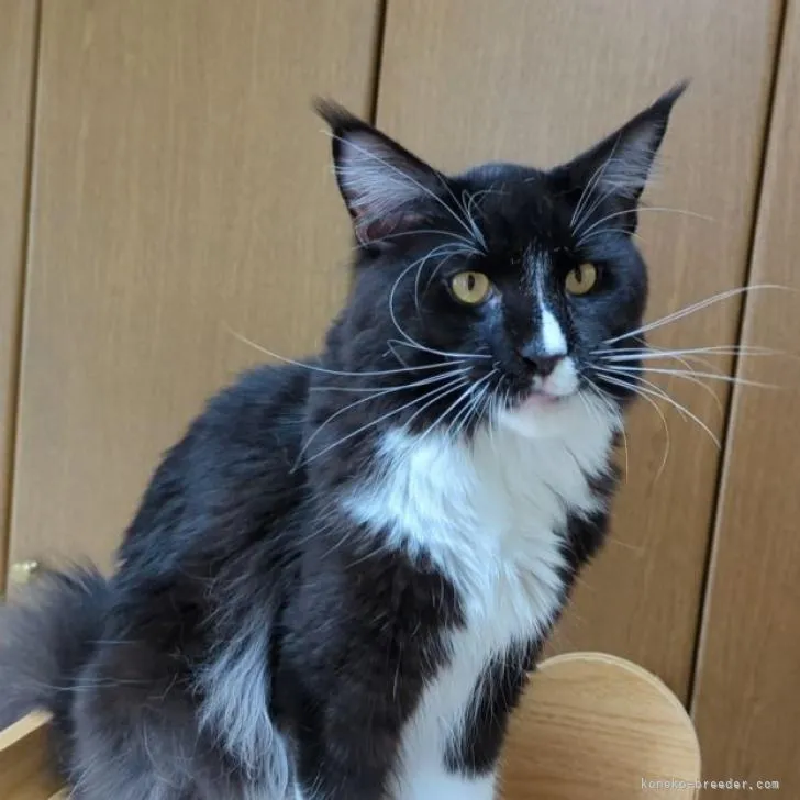 ID：2202-00884の子猫