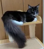 メインクーン【愛媛県・男の子・2021年11月22日・ブラック&ホワイト】の写真4