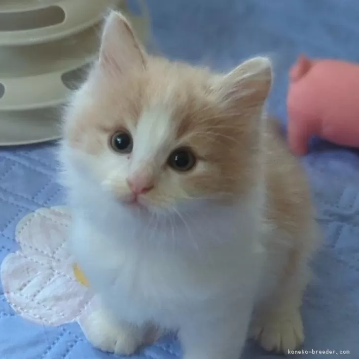 ID:2412-02096の子猫