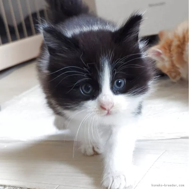 ID：2506-01098の子猫