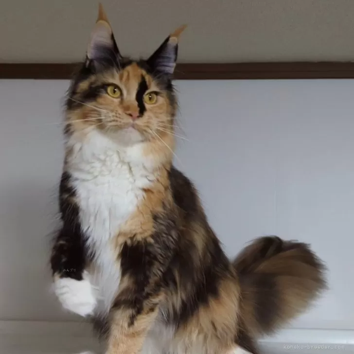 ID：2403-01081の子猫