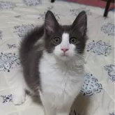 ノルウェージャンフォレストキャット