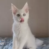メインクーン