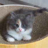 ノルウェージャンフォレストキャット