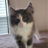 ノルウェージャンフォレストキャット