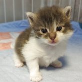 ノルウェージャンフォレストキャット