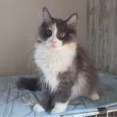 ノルウェージャンフォレストキャット