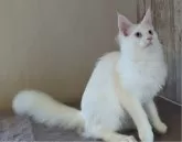 メインクーン【愛媛県・女の子・2025年6月10日・ホワイト(ブルーアイ)】の写真2