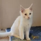 メインクーン【愛媛県・女の子・2025年6月10日・ホワイト(ブルーアイ)】の写真5