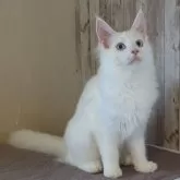 メインクーン【愛媛県・女の子・2025年6月10日・ホワイト(ブルーアイ)】の写真3