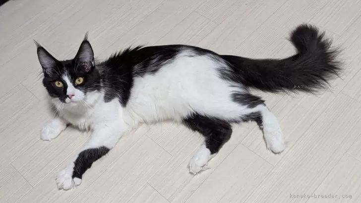 バヌアツ 5バツ メインクーン猫 2015年 バヌアツ 5 Vatu メインクーン猫 2015年 コイン