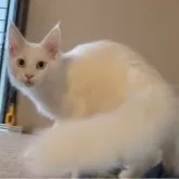 メインクーン【愛媛県・女の子・2025年6月10日・ホワイト(ブルーアイ)】の写真4