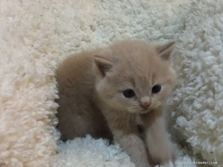 ID:1704-00487の子猫