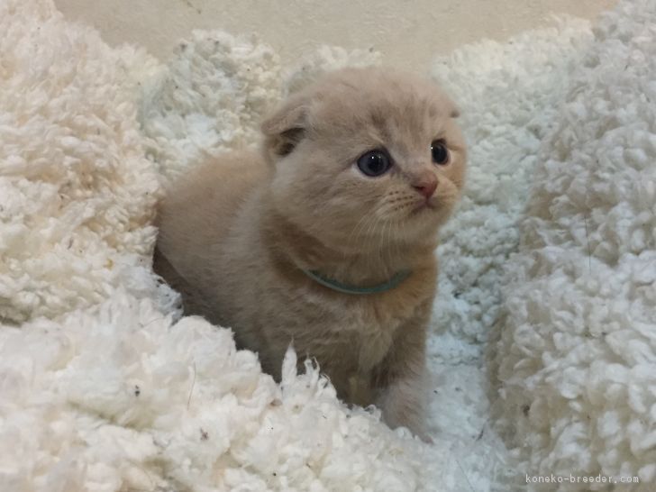 ID:1704-00484の子猫