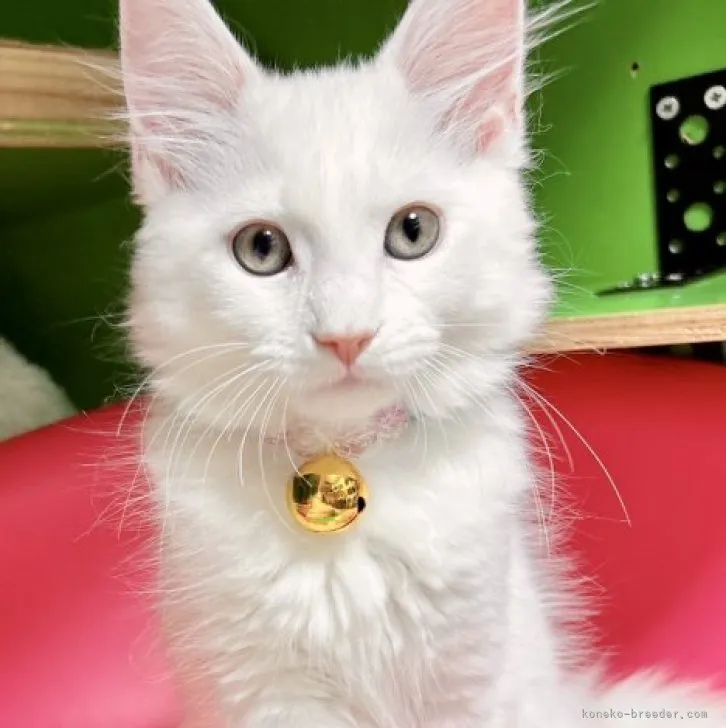 メインクーン【福島県・男の子・2023年4月27日・ホワイト】の写真1「7/14に撮影しました。」