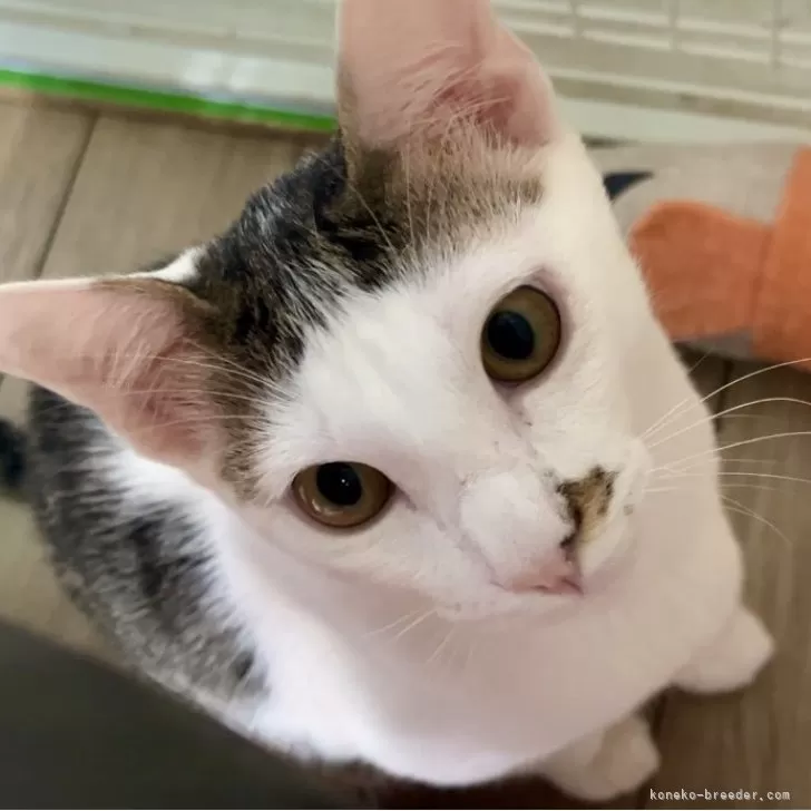 ID：2312-00832の子猫