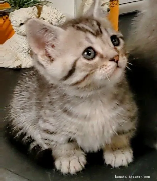 ID：2103-00176の子猫