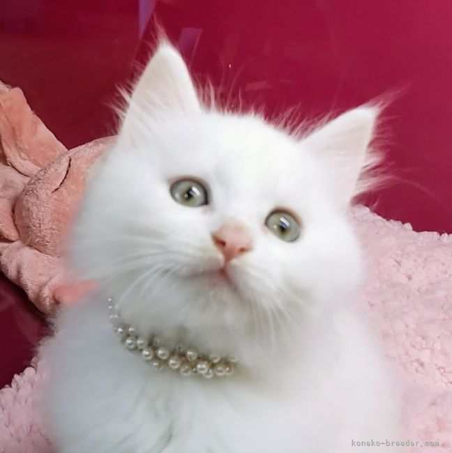 メインクーン ミックス 福島県 男の子 22年4月15日 ホワイト イケメンです 性格二重丸 みんなの子猫ブリーダー 子猫 Id 25 メインクーン ミックス 福島県 男の子 22年4月15日 ホワイト イケメンです 性格二重丸 みんなの子猫ブリーダー 子猫 Id 25