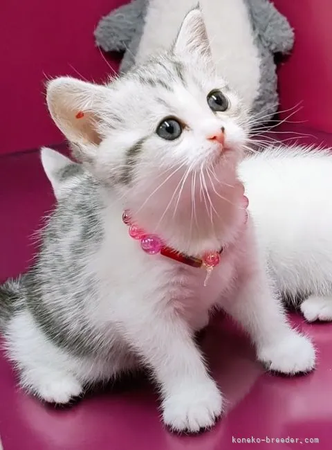 M 様のお迎えした子猫