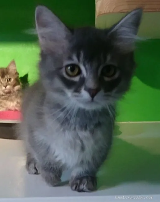 ID:2003-01914の子猫