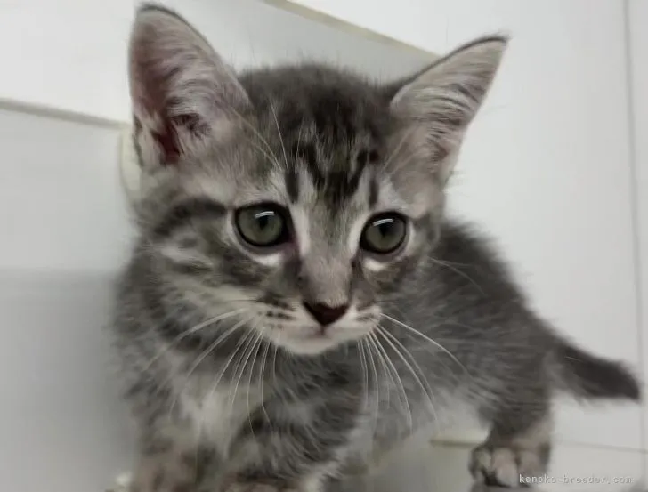 ID：2105-01063の子猫