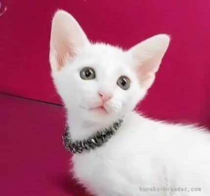 ID：2210-00453の子猫
