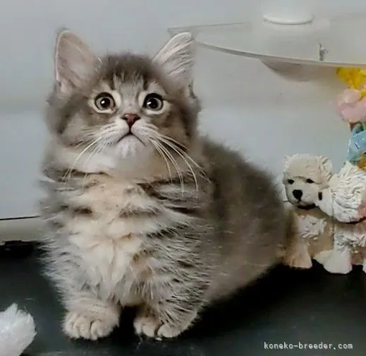 ID：2104-02657の子猫