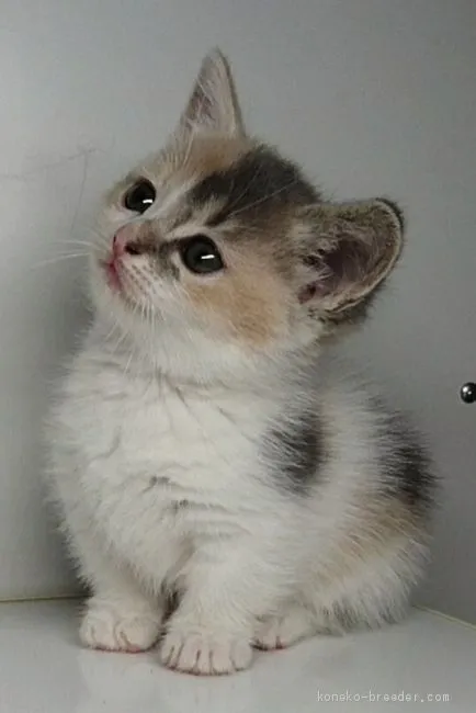 カメイチ 様のお迎えした子猫